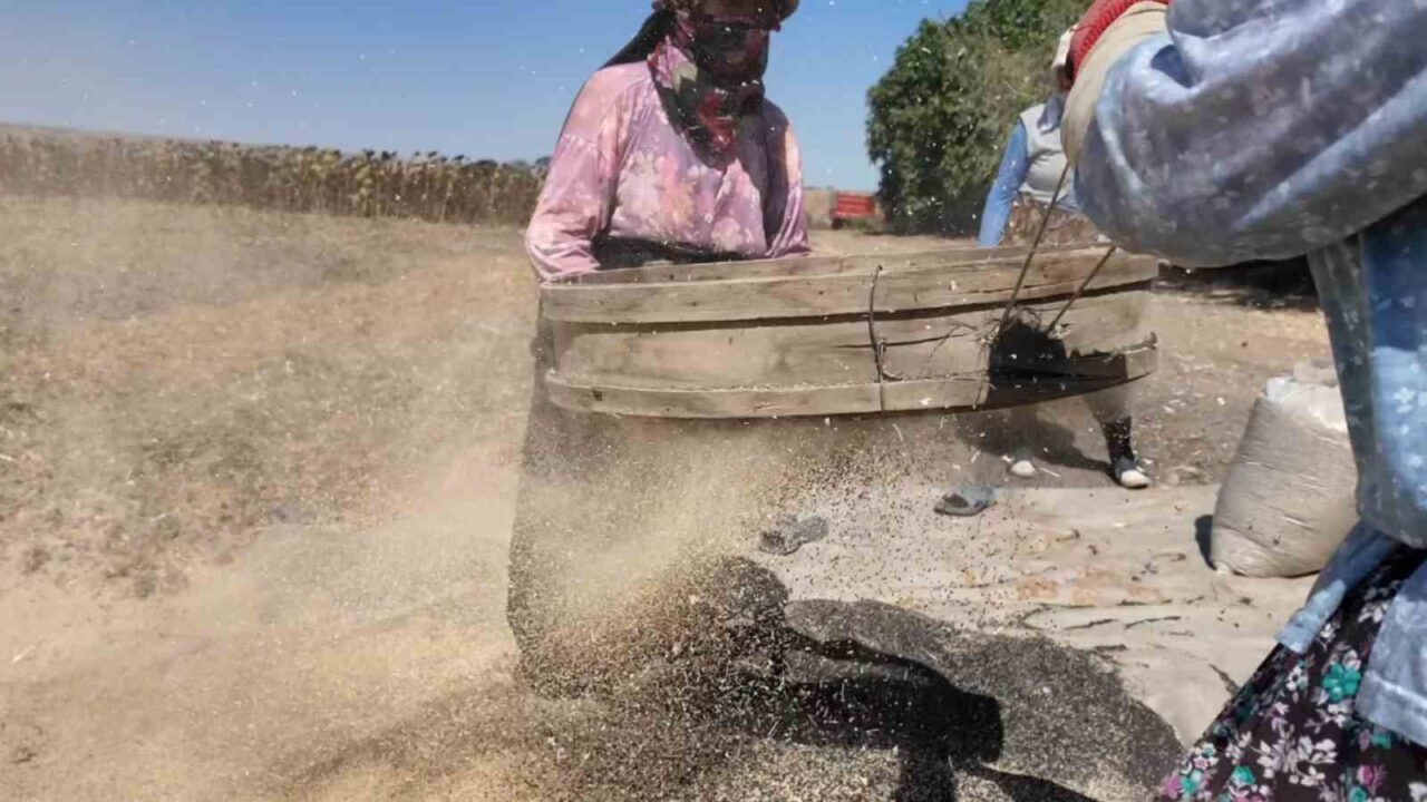 Bu soğan başka soğan: 3 yılda sofraya geliyor, 4 gözlü bereket 24 Bülten Medya -