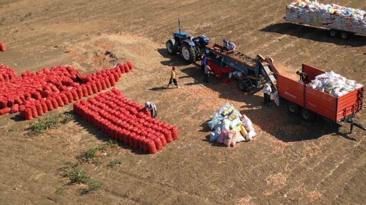Bu soğan başka soğan: 3 yılda sofraya geliyor, 4 gözlü bereket 28 Bülten Medya -