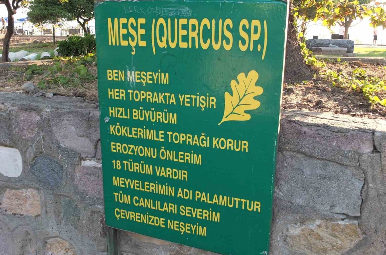 Burhaniye’de tarihi meşe ağaçlarına kimlik düzenlendi 7 Bülten Medya -