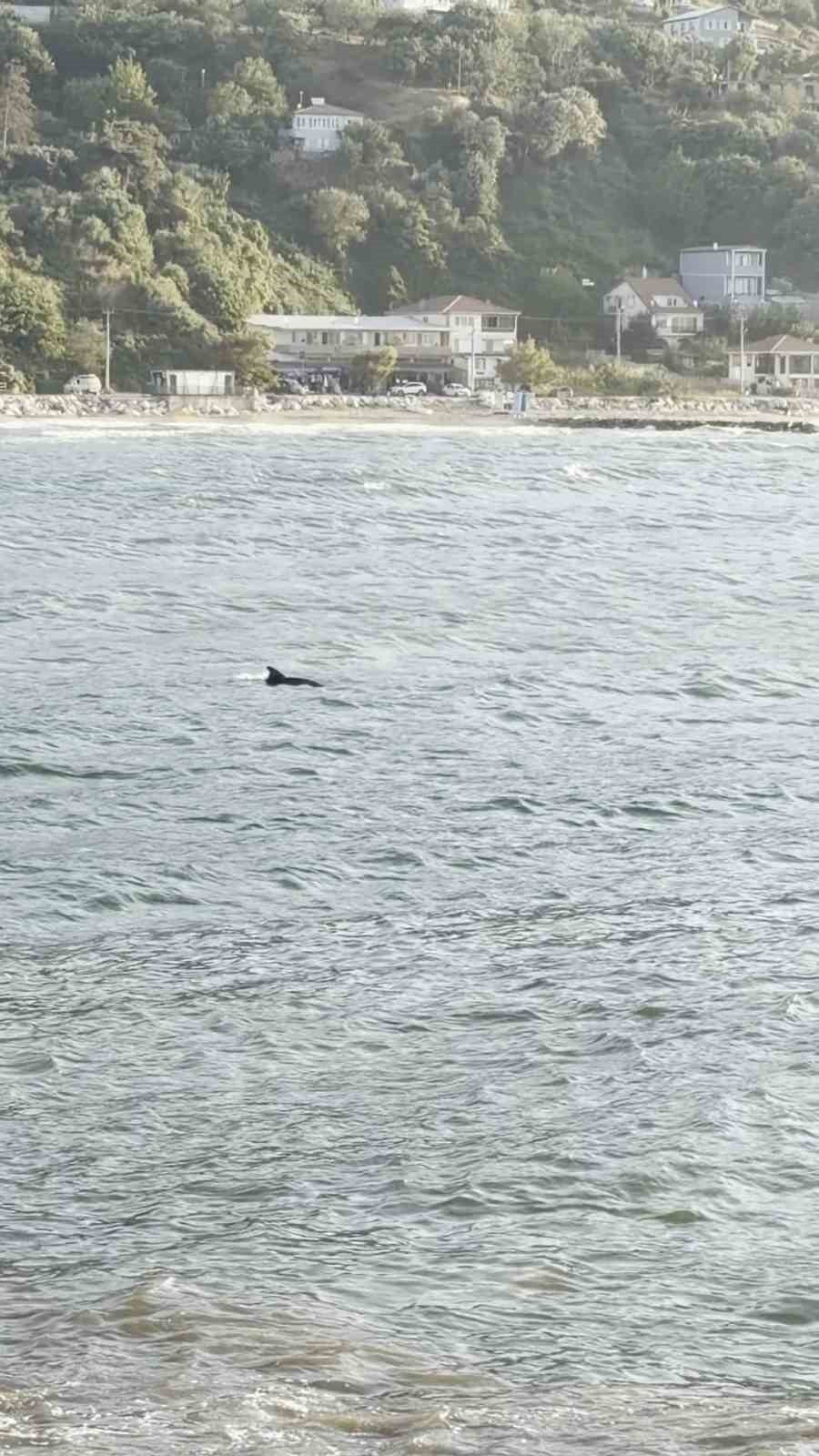 Bursa’da yunusun görsel şöleni kamerada 7 Bülten Medya -