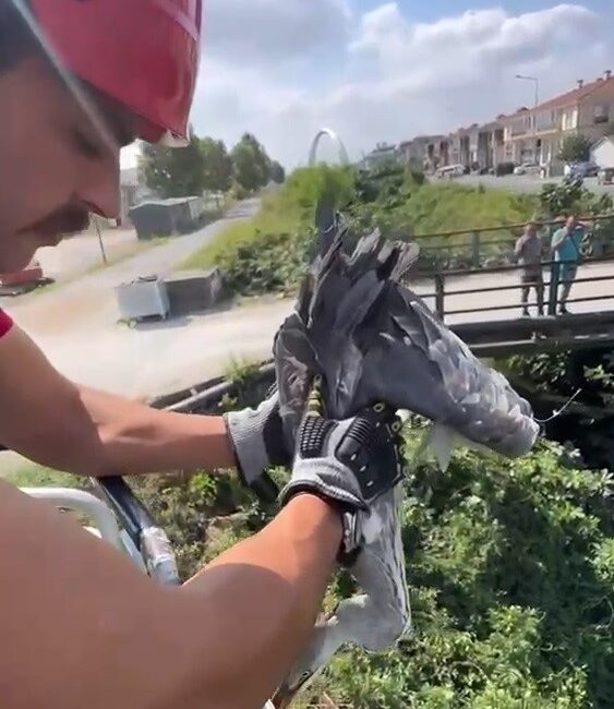 Çalıların arasına sıkışan balıkçıl kuşun imdadına itfaiye yetişti Sakarya’da çalılıklar arasına sıkışarak mahsur kalan bir balıkçıl kuşu, bölgeye