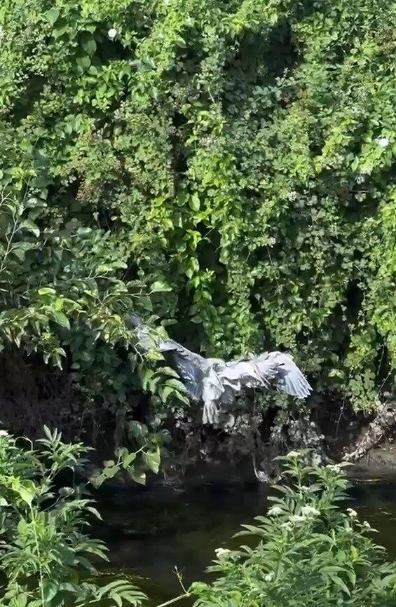 Çalıların arasına sıkışan balıkçıl kuşun imdadına itfaiye yetişti 10 Bülten Medya -