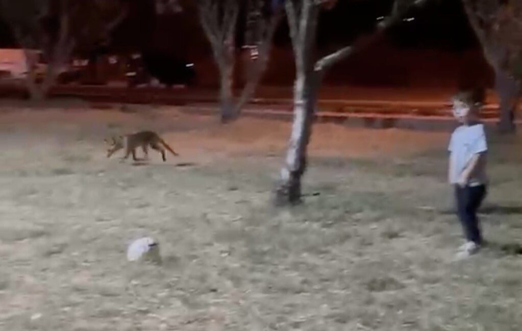 Çanakkale’de minik çocuğun topunu tilki böyle çaldı Çanakkale’de 3 yaşındaki çocuk parkta oynadığı sırada bir tilkiye topunu