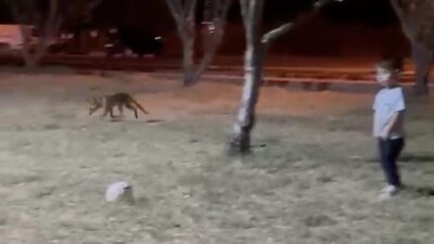 Çanakkale’de 3 yaşındaki çocuk parkta oynadığı sırada bir tilkiye topunu