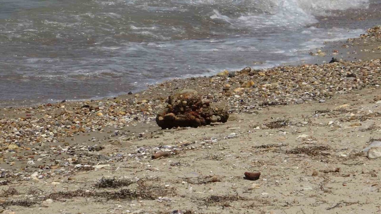 Çanakkale’de plajda savaştan kalma olduğu değerlendirilen askeri mühimmat bulundu 23 Bülten Medya -