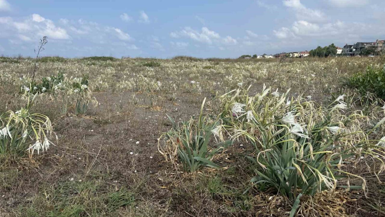 Cezası dudak uçuklatan kum zambakları, çöpler arasında güzelliğini yitirdi 39 Bülten Medya -