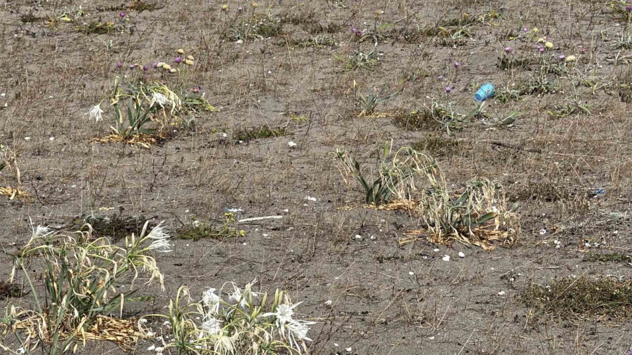 Cezası dudak uçuklatan kum zambakları, çöpler arasında güzelliğini yitirdi 48 Bülten Medya -