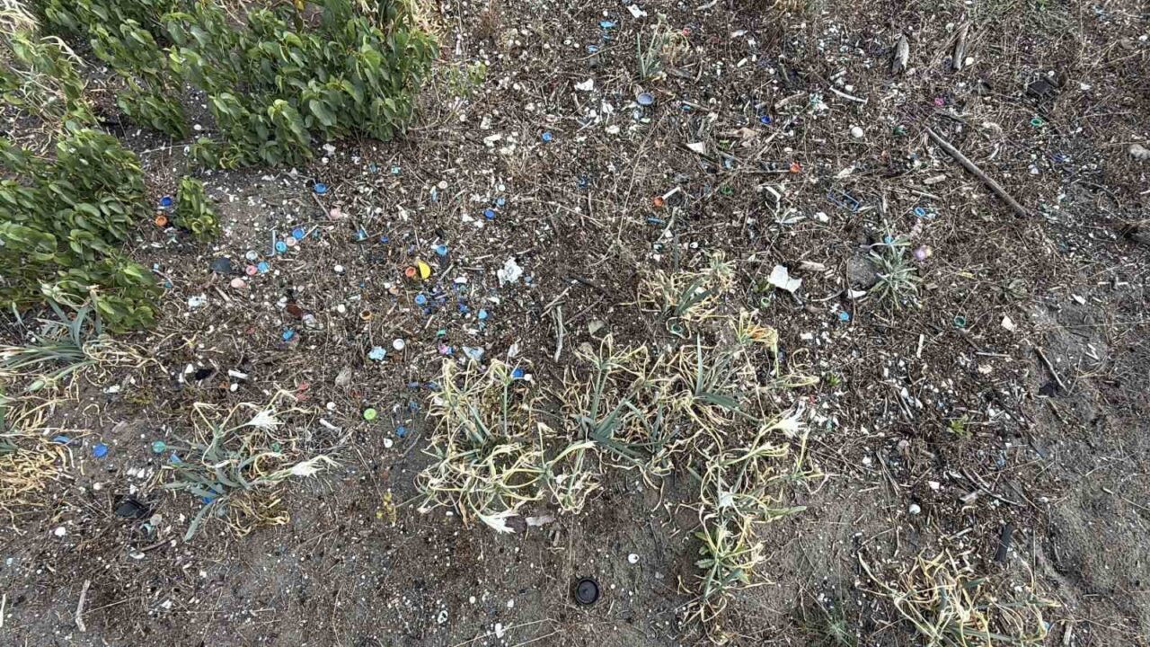 Cezası dudak uçuklatan kum zambakları, çöpler arasında güzelliğini yitirdi 37 Bülten Medya -