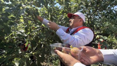 Balıkesir Valisi İsmail Ustaoğlu, coğrafi işaret tesciline sahip Havran siyah