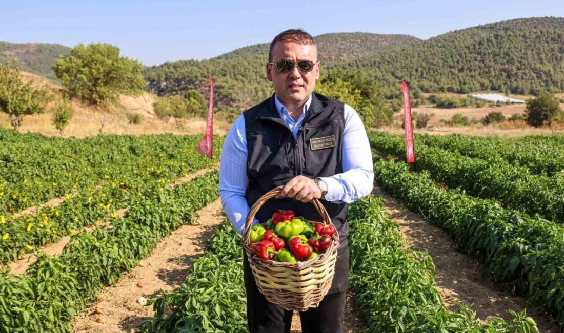Coğrafi işaretli Kamber Biberi’nde hasat başladı Bilecik’te coğrafi işaretli Kamber Biberi’nde hasat başladı. Bilecik’in Söğüt ilçesinde