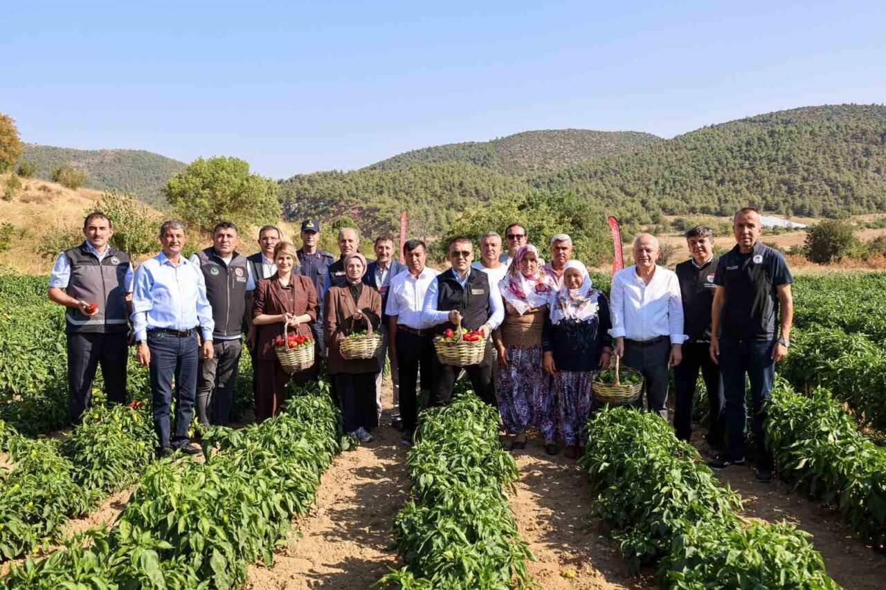 Coğrafi işaretli Kamber Biberi’nde hasat başladı 11 Bülten Medya -