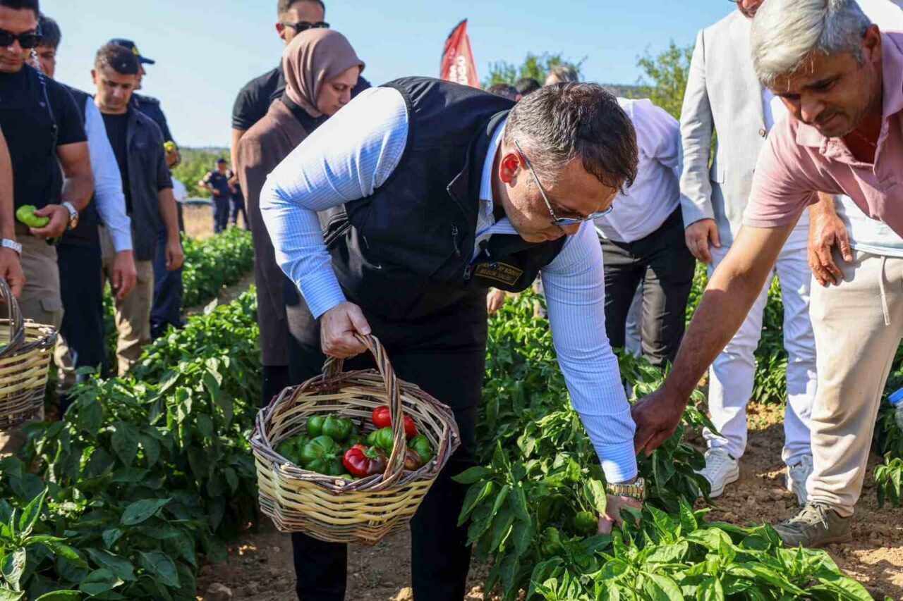 Coğrafi işaretli Kamber Biberi’nde hasat başladı 12 Bülten Medya -