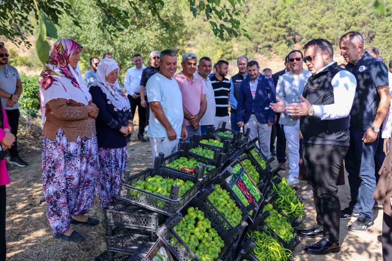 Coğrafi işaretli Kamber Biberi’nde hasat başladı 10 Bülten Medya -