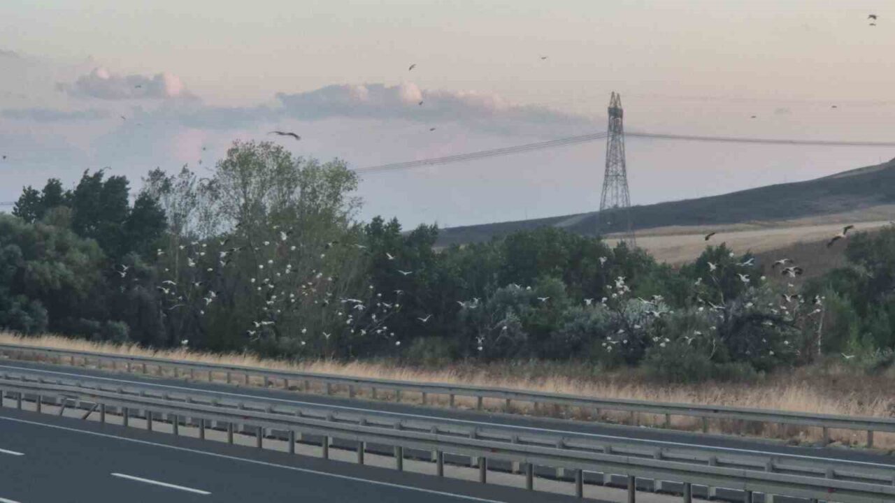 Çorlu’da ilginç manzara: Direkler, ağaçlar ve tarlalar leyleklerle doldu 22 Bülten Medya -