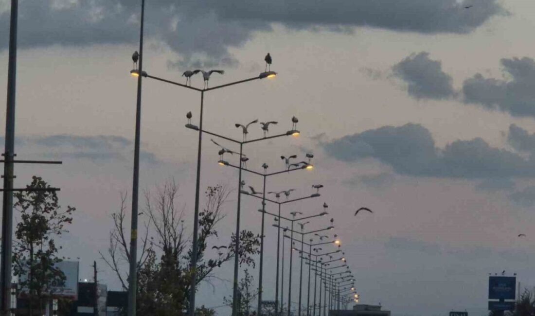 Çorlu’da ilginç manzara: Direkler, ağaçlar ve tarlalar leyleklerle doldu Tekirdağ’ın Çorlu ilçesi girişinde görenleri şaşırtan görüntüler ortaya çıktı. Yol
