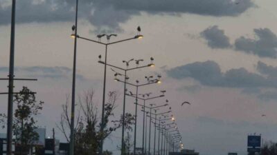 Tekirdağ’ın Çorlu ilçesi girişinde görenleri şaşırtan görüntüler ortaya çıktı. Yol