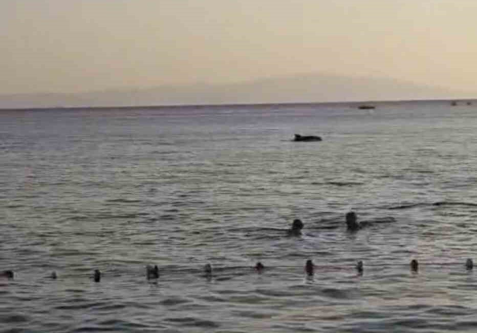 Bursa’da sahile yakın bölgede yunus hareketliliği yaşandı. Gemlik ilçesi Küçükkumla