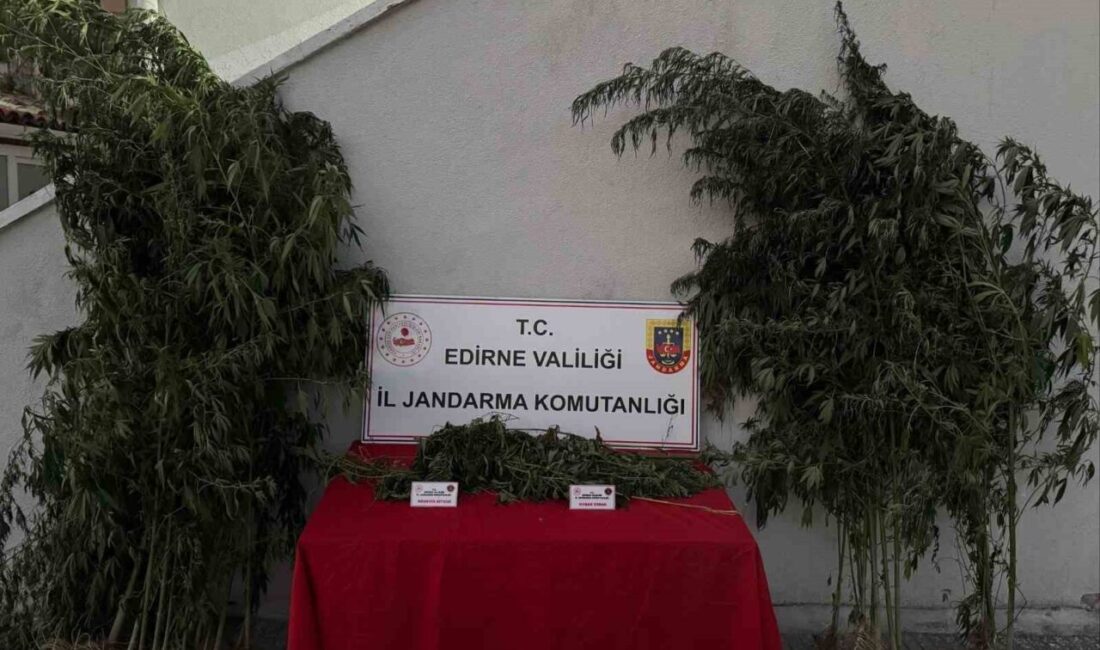 Edirne’nin Uzunköprü ilçesinde jandarma ekiplerince kamu arazisine ekildiği belirlenen 52