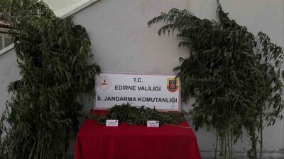Edirne’nin Uzunköprü ilçesinde jandarma ekiplerince kamu arazisine ekildiği belirlenen 52