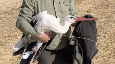 Göç yolculuğu sırasında eşini kaybeden ve vefasıyla görenleri duygulandıran leylek,