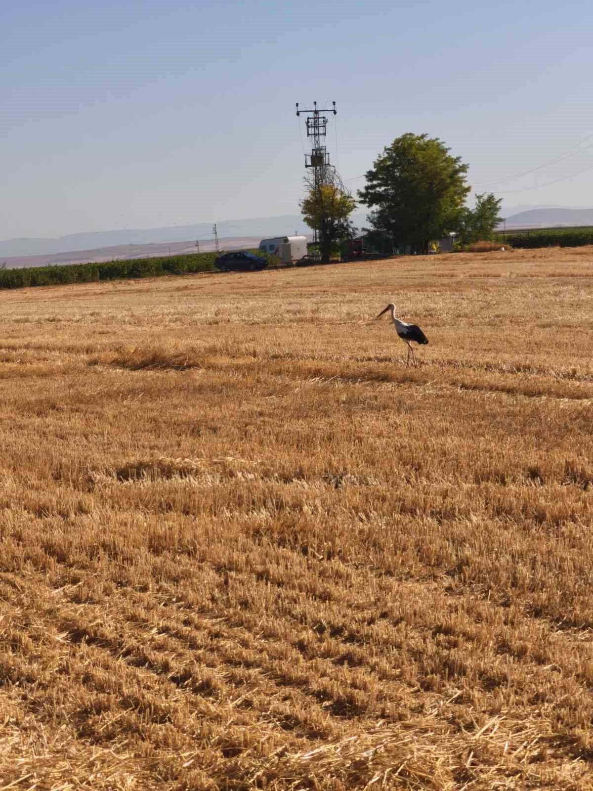Elektrik akımına kapılan eşinin başından 5 gün ayrılmadı 8 Bülten Medya -