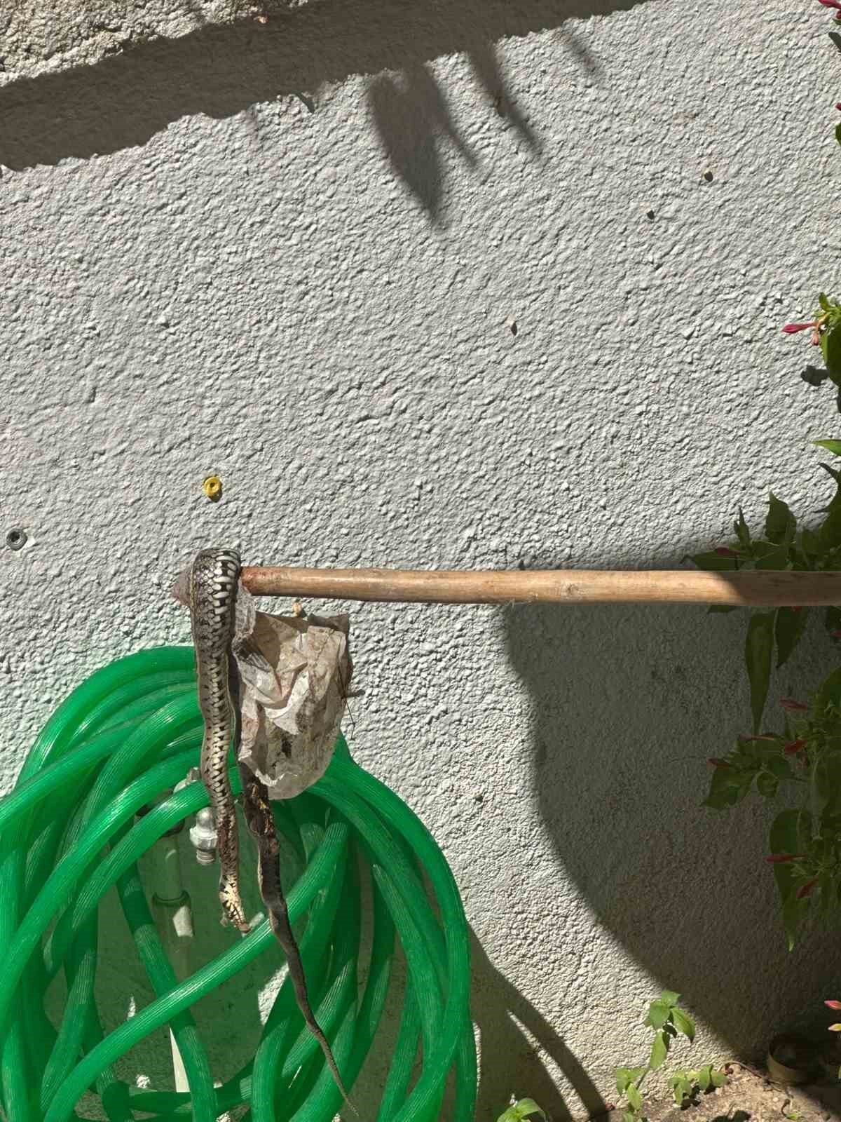 Enez’de sitede yılan paniği 23 Bülten Medya -