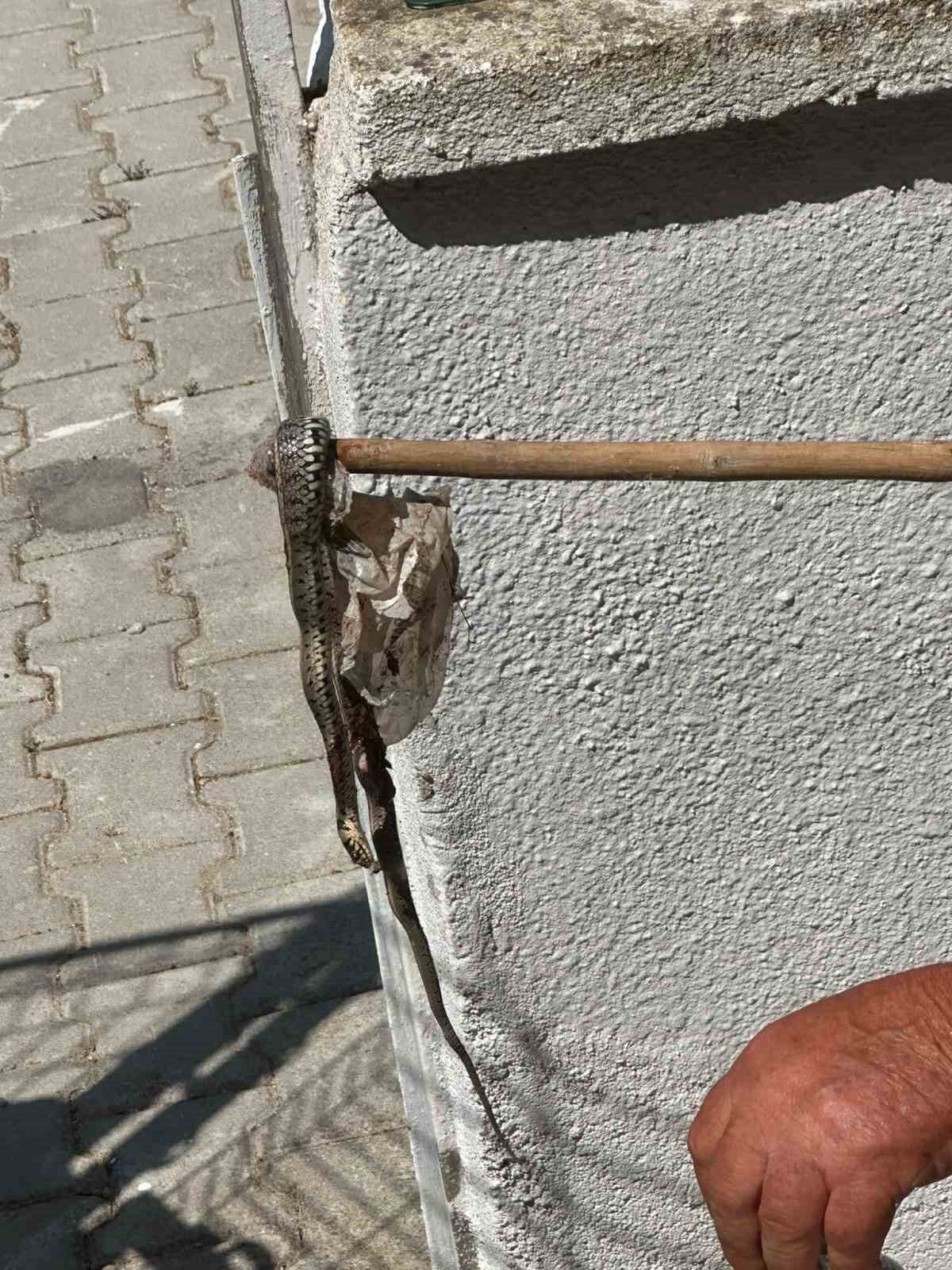 Enez’de sitede yılan paniği 20 Bülten Medya -
