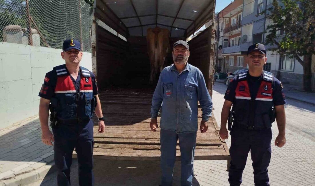 Eskişehir’de otlatıldığı araziden çalınan 4 büyükbaş hayvandan biri, Bilecik’te bulundu.