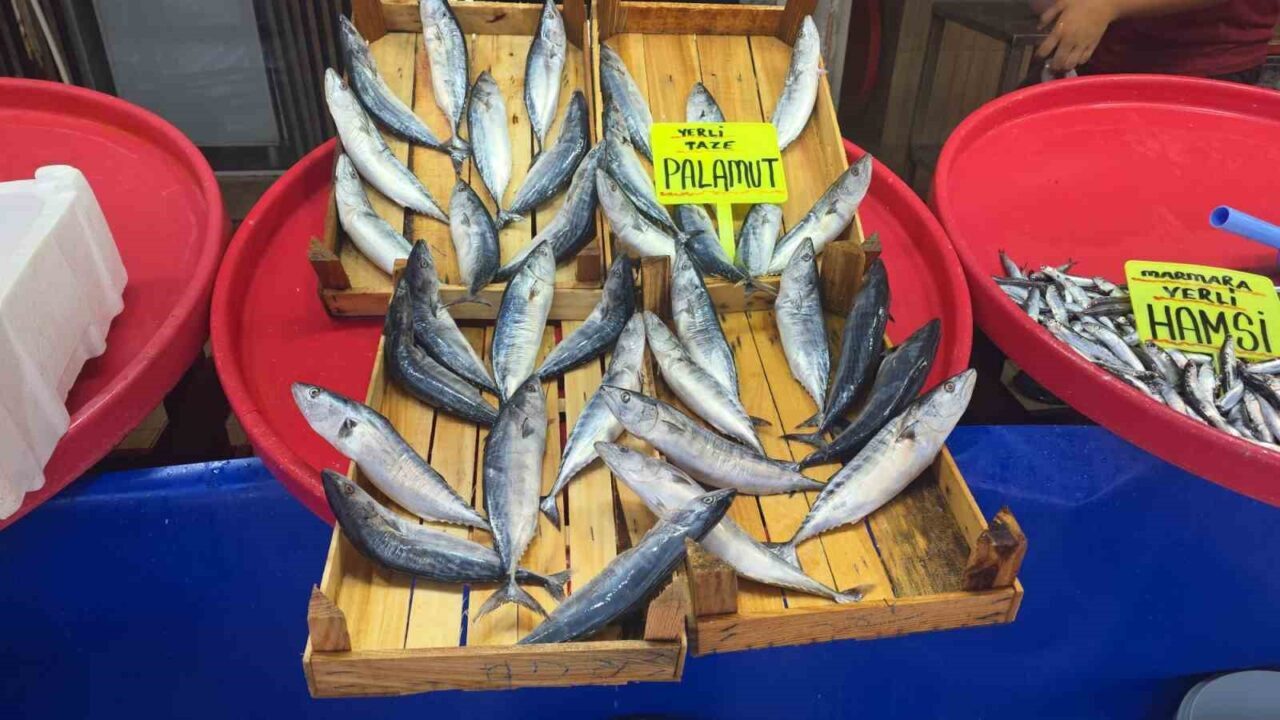 Eylül ayında palamuta doyacağız 20 Bülten Medya -