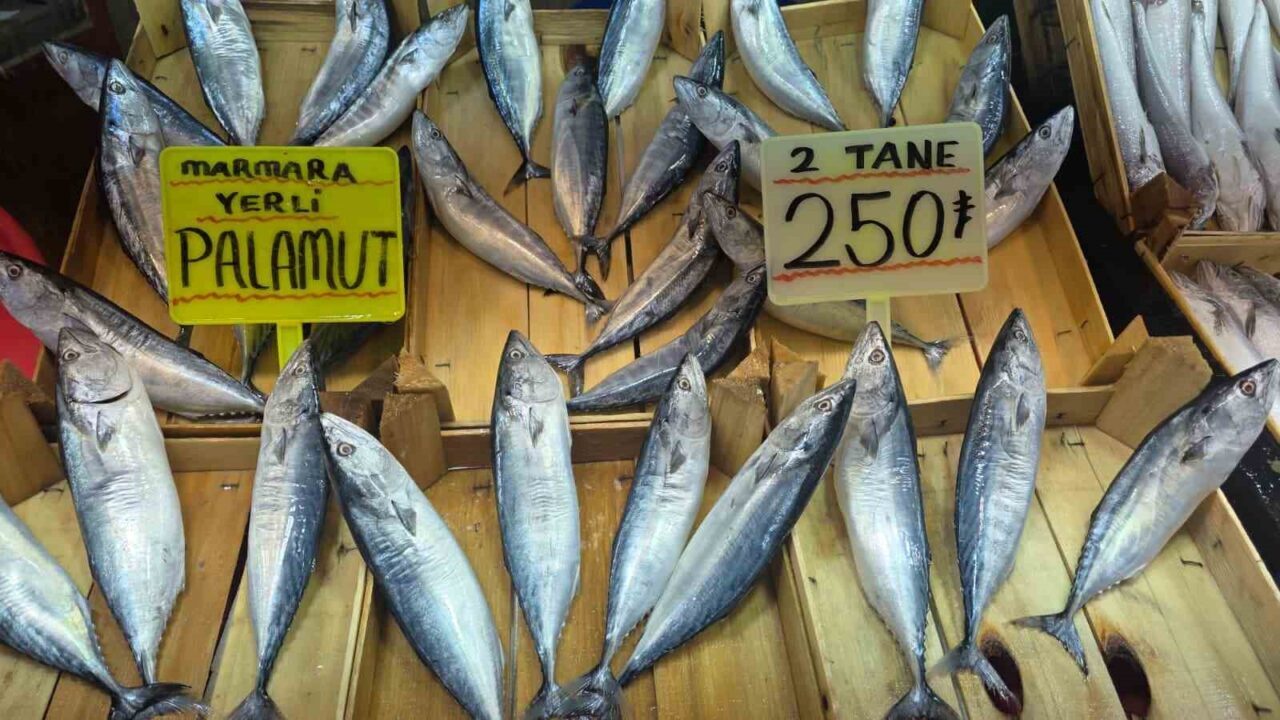 Eylül ayında palamuta doyacağız 19 Bülten Medya -
