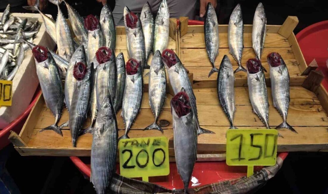 Eylül ayında palamuta doyacağız Balıkçılıkta gırgırla avlanma yasağının 1 Eylül’de sona ermesine sayılı günler