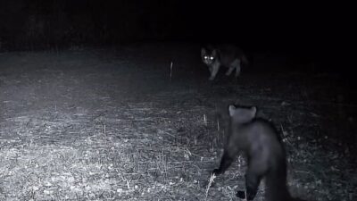 Tekirdağ’ın Ganos Dağları’ndaki zengin yaban hayatı fotokapanlara yansıdı. Ganos Dağları’nda