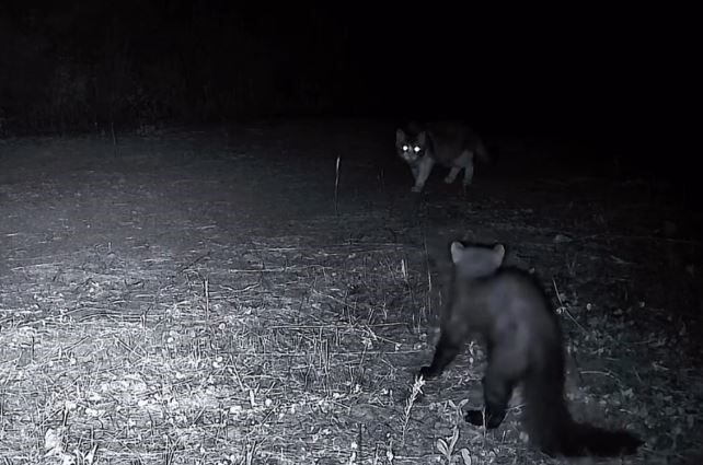 Ganos Dağları’nın gizli yaşamı kamerada Tekirdağ’ın Ganos Dağları’ndaki zengin yaban hayatı fotokapanlara yansıdı. Ganos Dağları’nda
