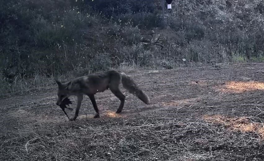Ganos Dağları’nın gizli yaşamı kamerada 20 Bülten Medya -