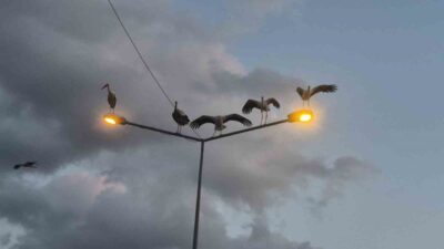 Doğanın en görkemli döngülerinden biri olan leyleklerin sonbahar göçü başladı.