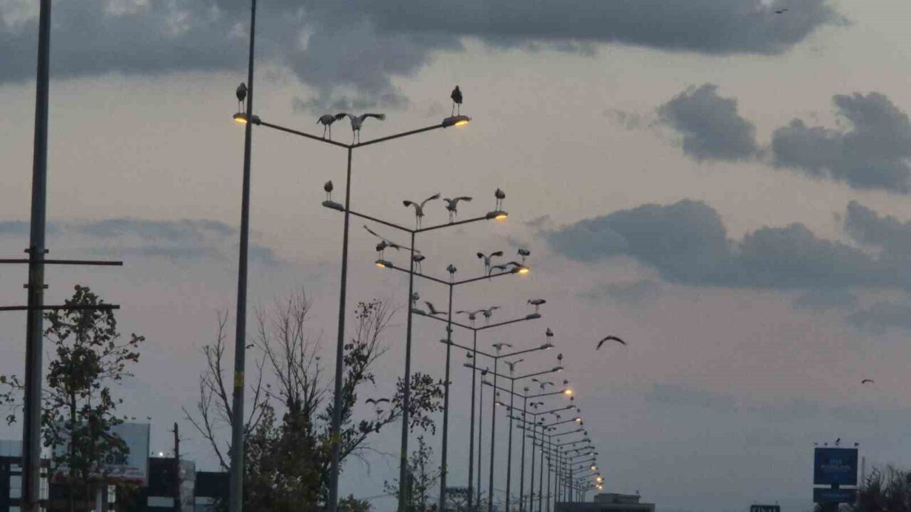 Gökyüzünde leylek şöleni: Binlercesi Tekirdağ’dan güneye doğru süzülüyor 16 Bülten Medya -
