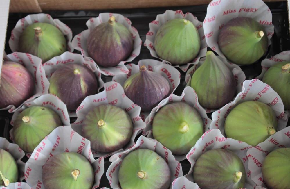 “Bursa Siyahı” incirinde hasat başladı Bursa’ya özgü dünyaca ünlü ve İngiliz Kraliyet Ailesi’nin mutfağına kadar