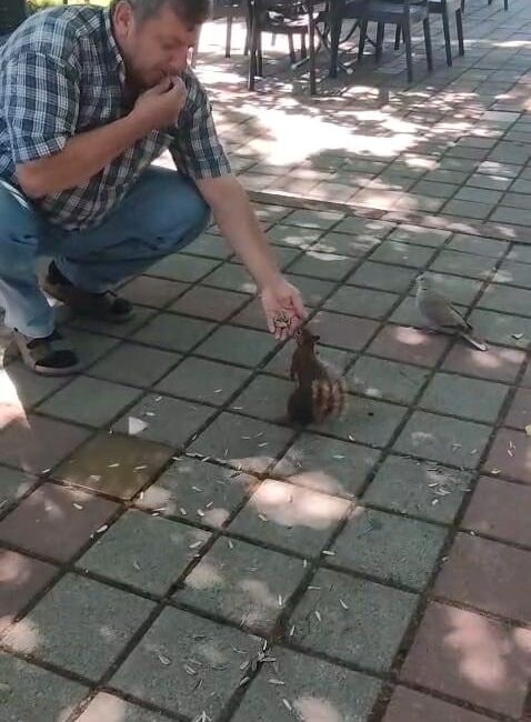 Bursa’nın İnegöl ilçesinde çay bahçesine gelen sincap ve kumru, vatandaşın