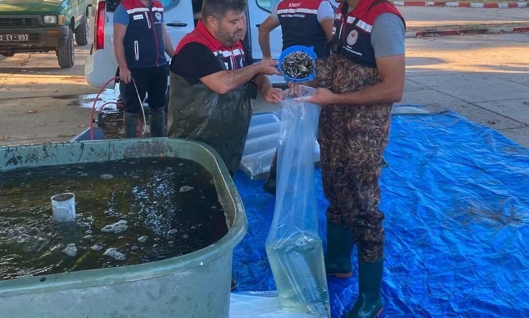İpsala’da üretilen 2 milyon 324 bin 500 yavru sazan bölge sularıyla buluşuyor Edirne’nin İpsala ilçesindeki Su Ürünleri Üretim İstasyonu’nda yetiştirilen 2 milyon
