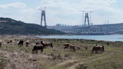 İstanbul’un Arnavutköy ilçesinde bulunan Sazlıbosna Barajı’nda su seviyesinin yüzde 26,91