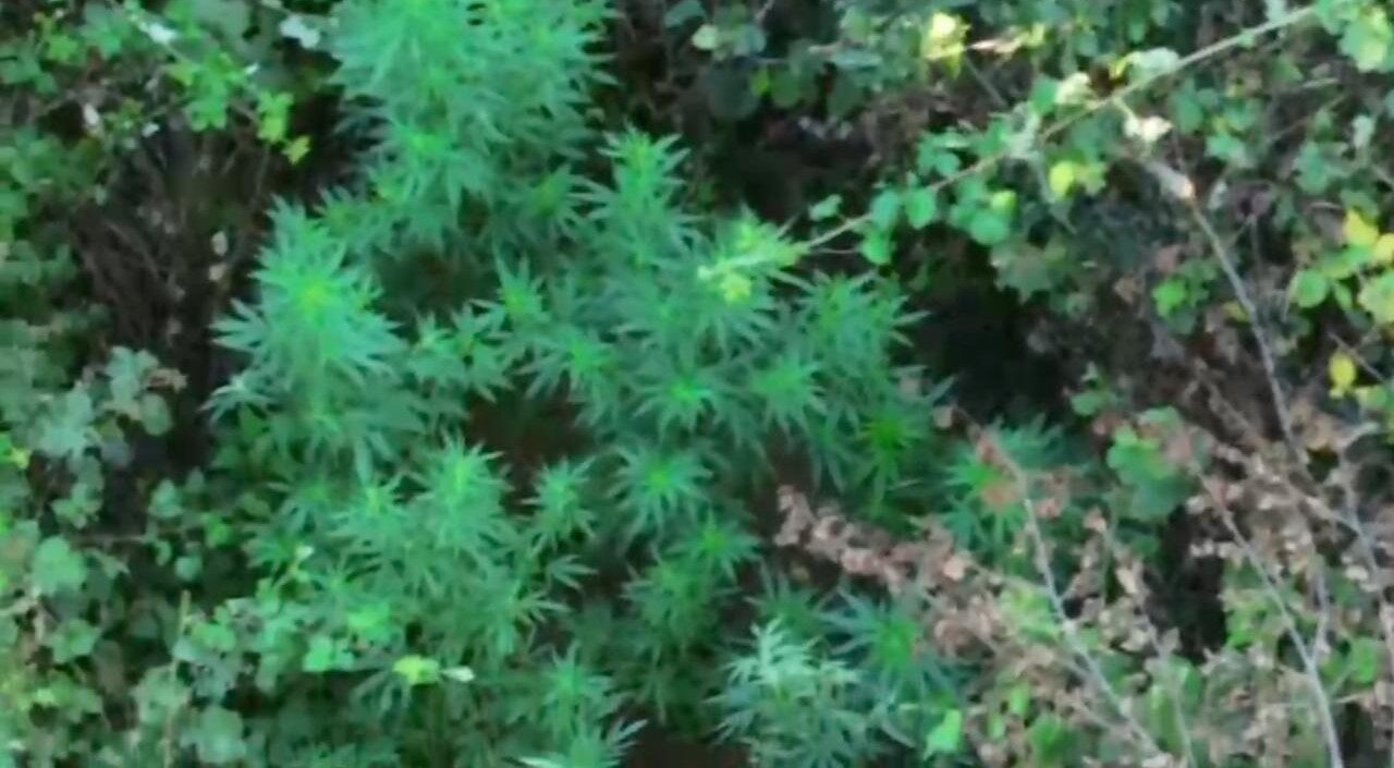 Ormanda kenevir tarlası bulundu 2 Bülten Medya -