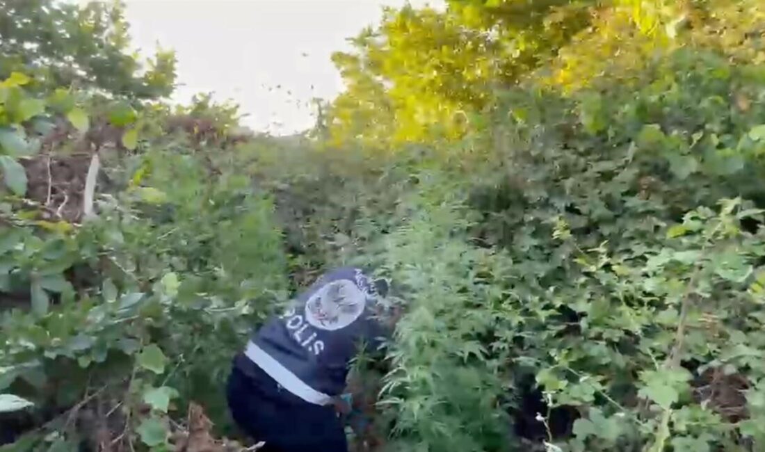 Arnavutköy'de polis ekiplerinin çalışmasıyla ormanlık alana ekilen yaklaşık 9 kilogram