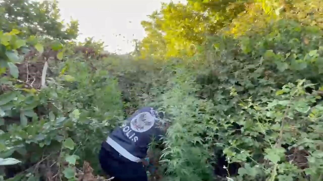 Arnavutköy'de polis ekiplerinin çalışmasıyla ormanlık alana ekilen yaklaşık 9 kilogram