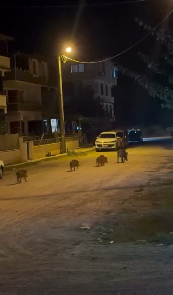 Karacabey’de yaban domuzları yerleşim alanına indi 8 Bülten Medya -