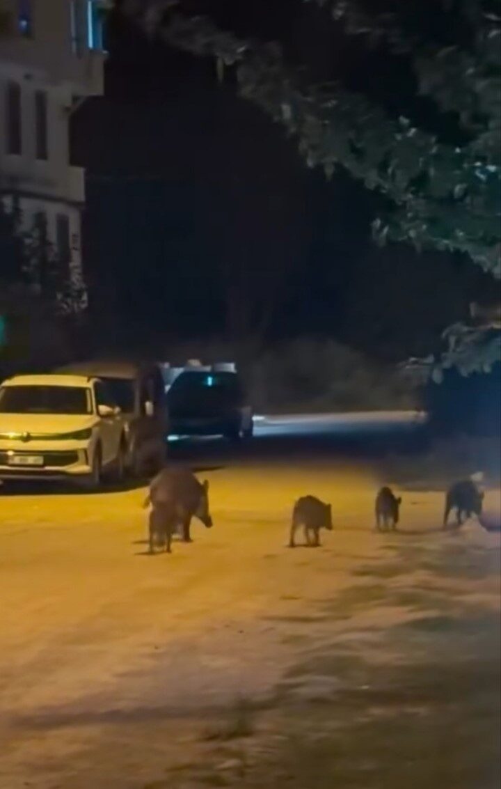 Karacabey’de yaban domuzları yerleşim alanına indi 7 Bülten Medya -