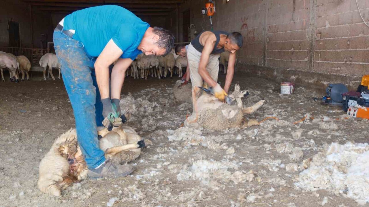 Kırkımcıların yaz sezonunda gelirleri genel müdür maaşını aratmıyor 14 Bülten Medya -