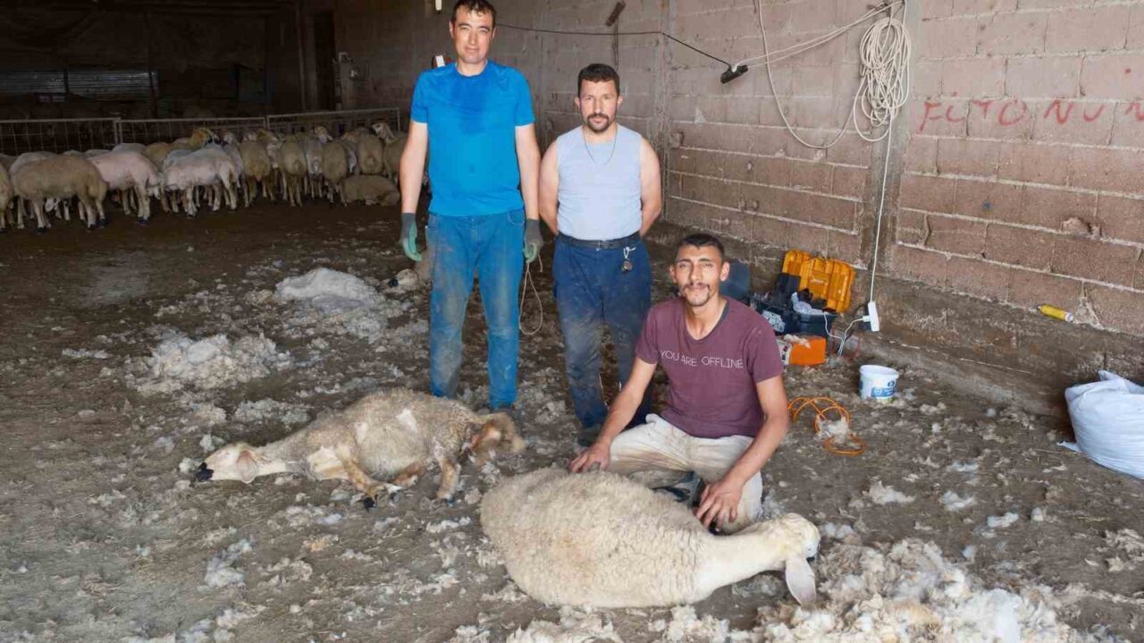 Kırkımcıların yaz sezonunda gelirleri genel müdür maaşını aratmıyor 15 Bülten Medya -