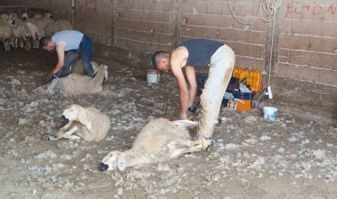 Kırkımcıların yaz sezonunda gelirleri genel müdür maaşını aratmıyor Küçükbaş hayvancılıkta yaz aylarının gelmesiyle başlayan kırkım sezonu, uygulayıcılarına adeta