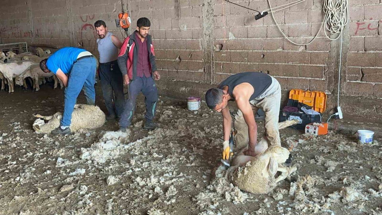 Kırkımcıların yaz sezonunda gelirleri genel müdür maaşını aratmıyor 16 Bülten Medya -