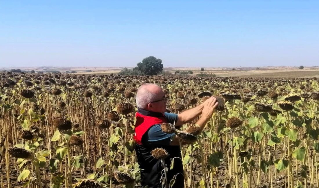 Kırklareli’nde TAKE projesiyle ekimi yapılan ayçiçekleri kontrol edildi Kırklareli’nde İl Tarım ve Orman Müdürlüğü teknik personelleri tarafından, Tarım